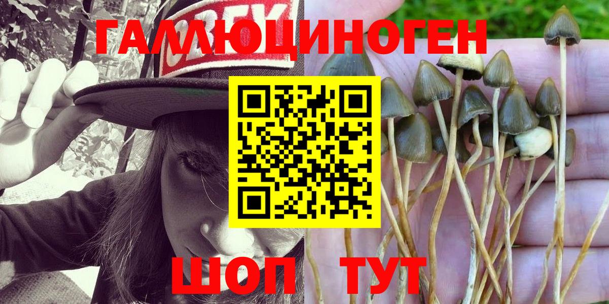 Галлюциногенные грибы Psilocybe  Дедовск  Псилоцибиновые грибы мухоморы 